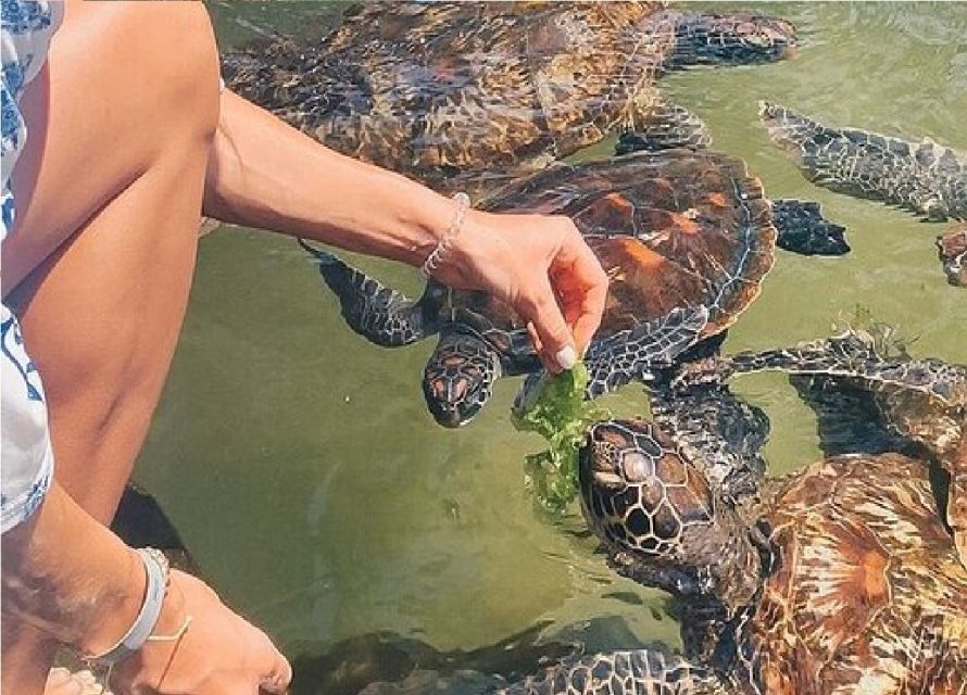 Baraka Turtle Aquarium Tour