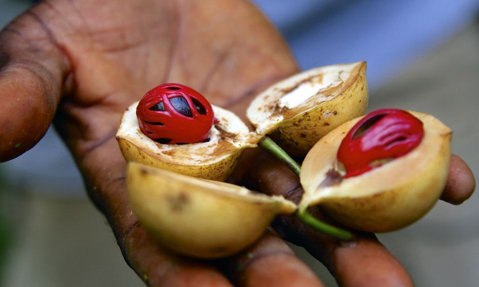 Spice Tour and Jozani Forest