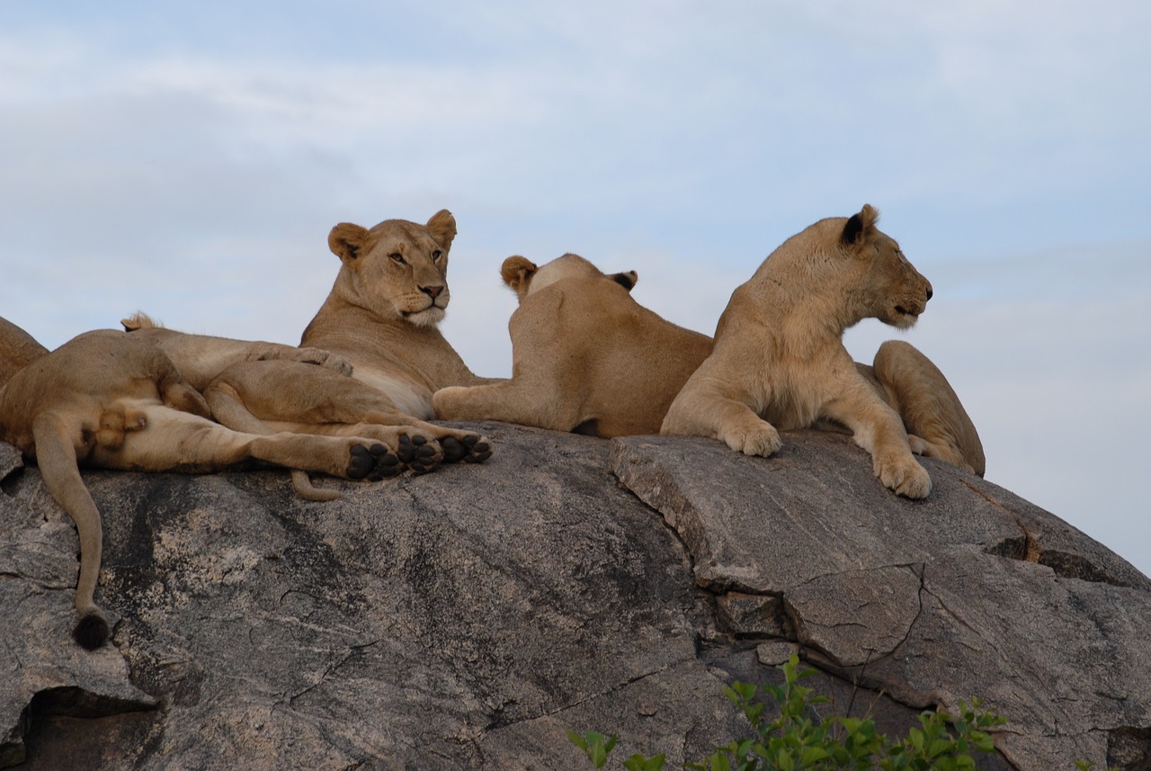5-Day Tanzania Safari: Central Serengeti, Ndutu, and Ngorongoro Crater